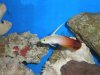 Fire Goby.JPG