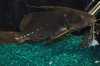 syn frontosus 007.JPG
