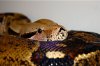 DSC_6631.JPG.jpeg