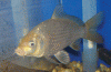 Carp.gif