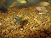 Brady Cichlid 002.jpg