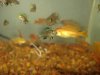 Brady Cichlid 003.jpg