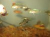Brady Cichlid 004.jpg