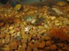 Brady Cichlid 006.jpg