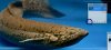 watermark with paint.net.jpg watermark with paint.net.jpg