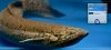 watermark with paint.net6.jpg watermark with paint.net6.jpg