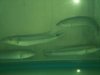Marmorata pike xingu.jpg Marmorata pike xingu.jpg