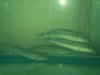 Marmorata pike xingu..jpg Marmorata pike xingu..jpg