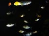 goby3.jpg