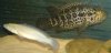 DSCF1028x2.JPG