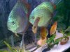 discus 1 005 (Small).jpg