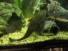 plecos.jpg