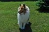dogs and yard 015.JPG