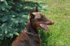 dogs and yard 032.JPG