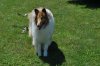 dogs and yard 030.JPG