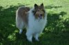 dogs and yard 043.JPG