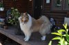 dogs and yard 064.JPG