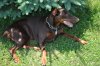 dogs and yard 036.JPG