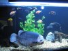 fish stuff 004.jpg