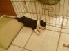 puppy 009.jpg