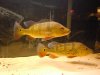 Butterfly pair 2.jpg Butterfly pair 2.jpg