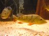 Butterfly pair 6.jpg Butterfly pair 6.jpg