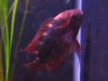 Chocolate Cichlid 8-06-10 001.jpg