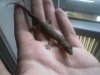 HouseGecko2.jpg