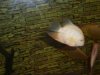 gold severum.jpg