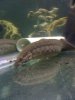 eel laying.JPG