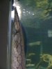 eel standing tall.JPG