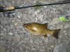 fish 2010 122.jpg