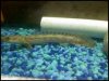 newest bichir.jpg