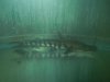 Tiger Shovelnose catfish wild peru.jpg