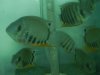 Red headed severums F1.jpg
