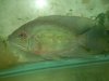 psittacus cichlid.jpg