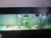 180 Gallon Aquarium 010 (Medium).jpg 180 Gallon Aquarium 010 (Medium).jpg
