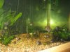 NTT Gourami Loaches Indo 011 (Medium).jpg NTT Gourami Loaches Indo 011 (Medium).jpg