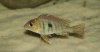 Geophagus_tapajos_orangehead_020-6.jpg