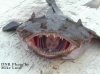 monkfish.jpeg