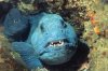 saltwater wolf fish.jpeg