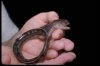 saltwater baby wolffish.jpg