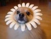 funny puppy.jpeg