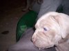 puppie pics 010.jpg