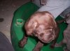 puppie pics 012.jpg