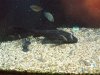 plec3.JPG