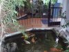 koi1.JPG