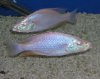 albino compressiceps.jpg
