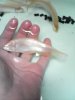 albino asian knife.jpg