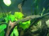 Planiceps1.jpg